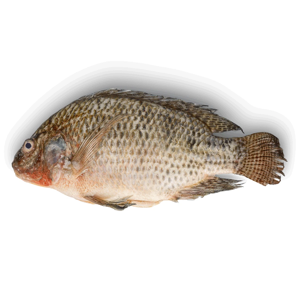 GS Tilapia