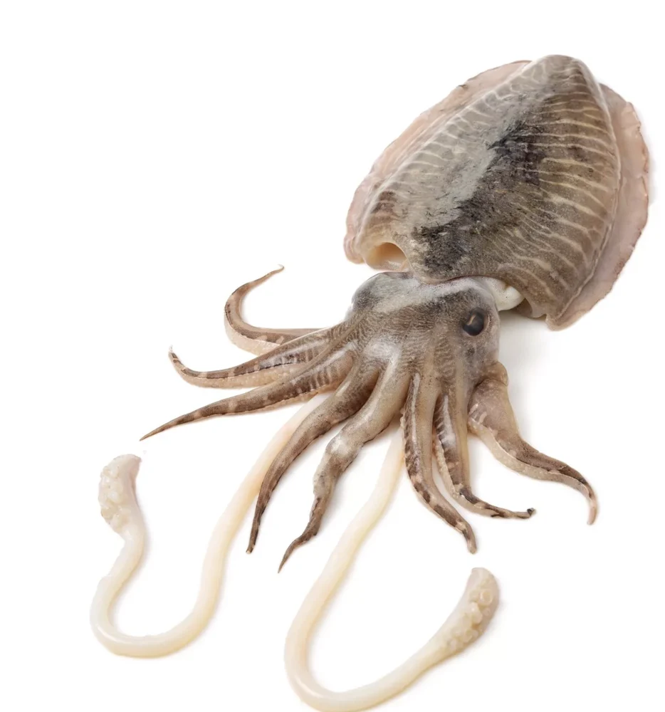 Cuttlefish