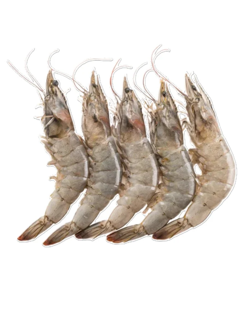 Shrimp HOSO