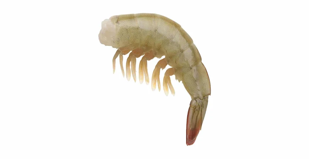 Shrimp HLSO