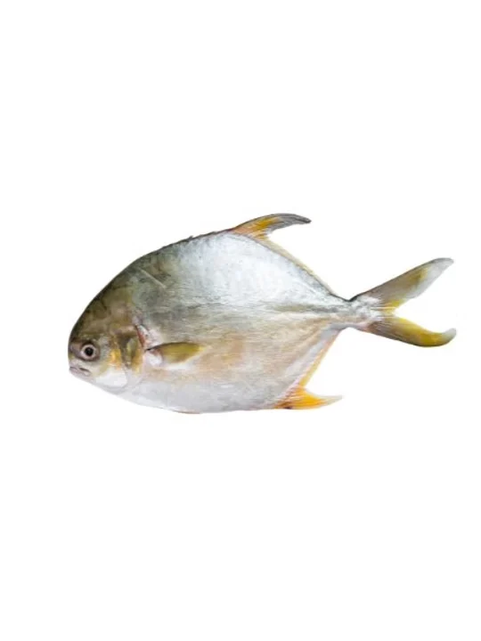 Golden Pompano