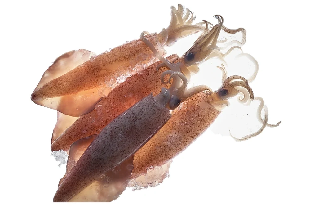 Arrow Squid