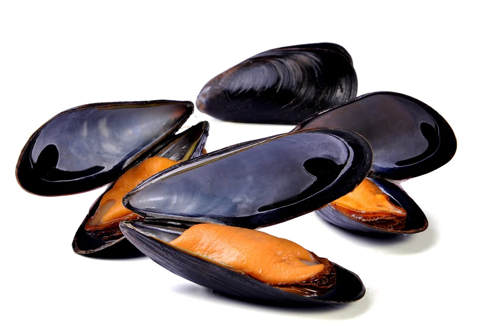 Black Mussel Whole Shell