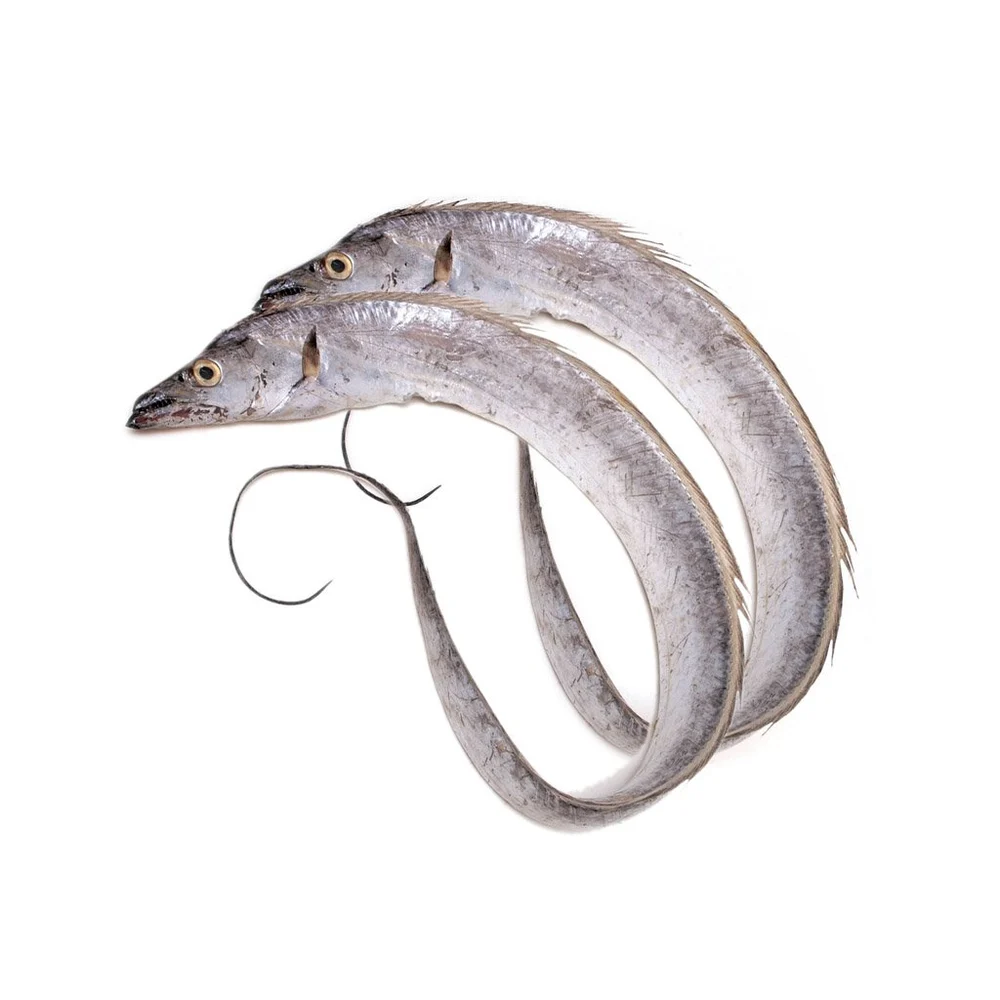 Ribbon Fish