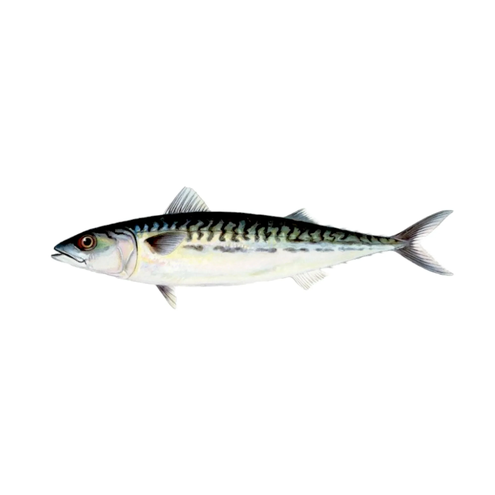 Norway Mackerel